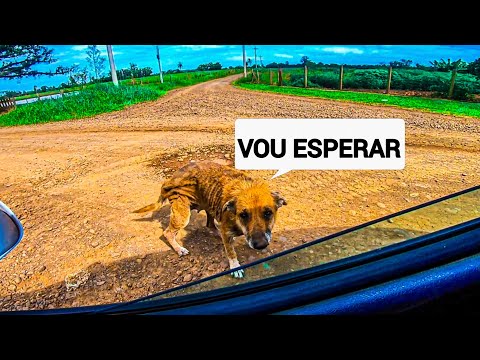 VIAJEI 30KM PRA AJUDAR A LAICA E ISSO ACONTECEU !