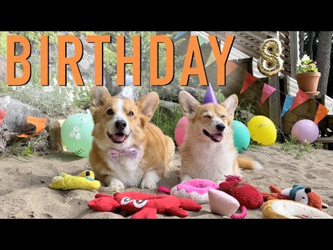 8th BIRTHDAY PARTY! - Topi the Corgi