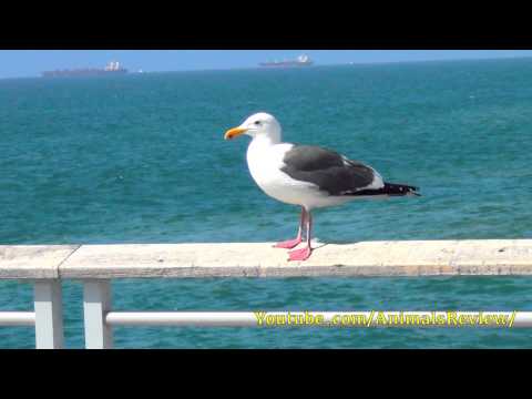 Cute bird - Hermosa Beach Pier