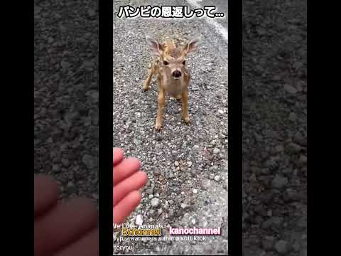 #動物 #おもしろ #アフレコ