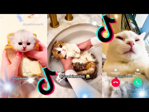 🤣 Mejores Videos de Gatos Bruschimichis | Compilación Divertida de Gatos Graciosos