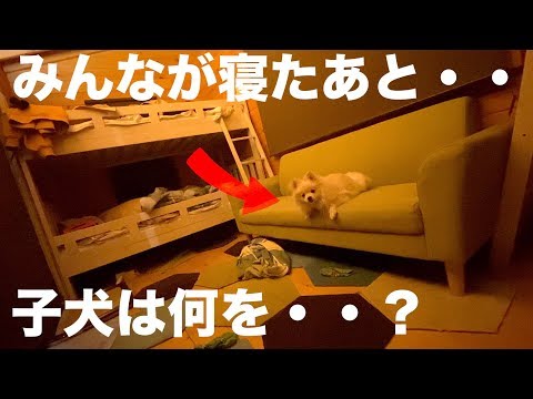 子犬とお泊まり♡みんなが寝てしまった後の子犬の行動は・・？？