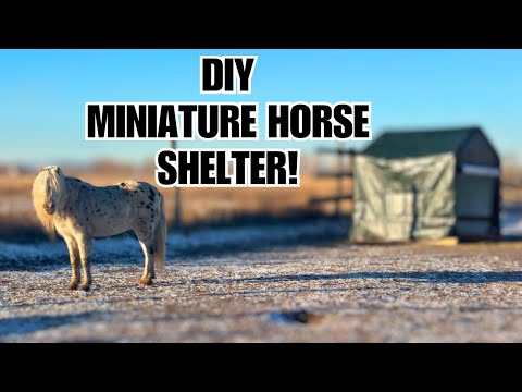 TINY shelter is PERFECT for a mini horse!