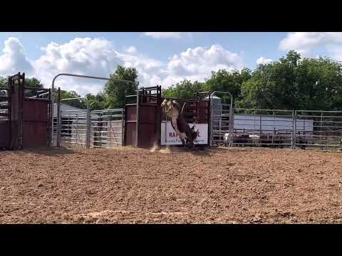 CO 1L - Yearling Bull