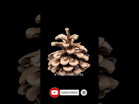 AMAZING - PINE CONES OPENING TIME LAPSE #shorts