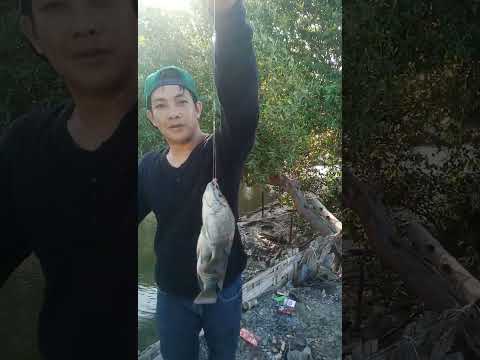 mancing di kali gisik kalanganyar #mancingmujaernila #mancingliar