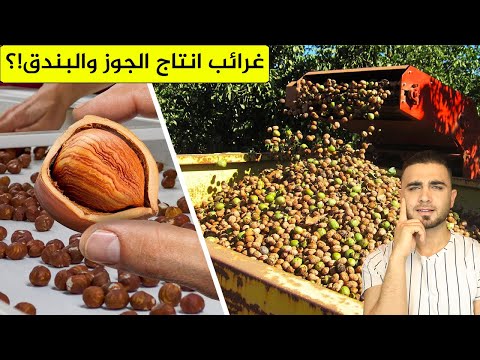 التنافس بين أمريكا والصين على انتاج جوز عين الجمل 🤔أسرار انتاج الجوز ومكسرات البندق!؟