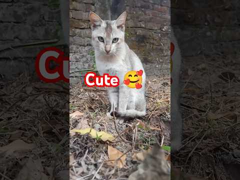 Cute cat#short cat sound#meow meow