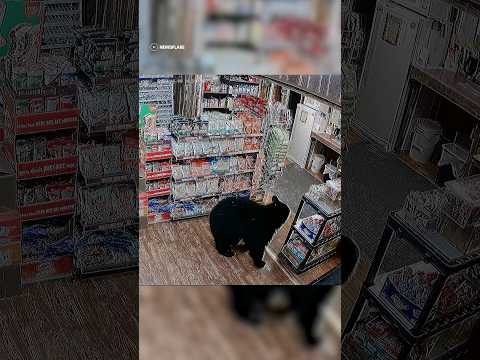 A black bear strolled into a gas station in Canada and took only gummy bears 🥹 #shorts