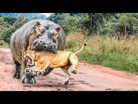 Times Animals Messed With Wrong Opponents !