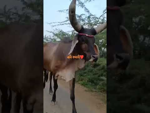 Kankrej Cow Marwad Pawti ❤️