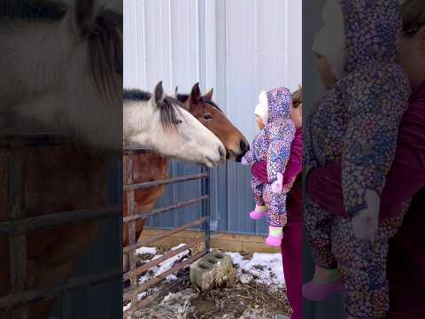 Meeting Horses For The First Time!