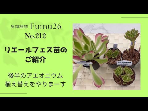 【多肉植物】リエールフェスのお話をしながらアエオニウムの植え替えします✨