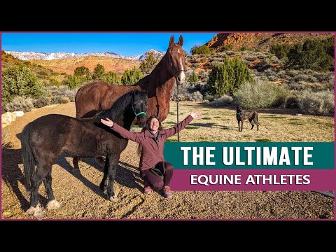 Equestrian Rides Endurance Horses in Utah