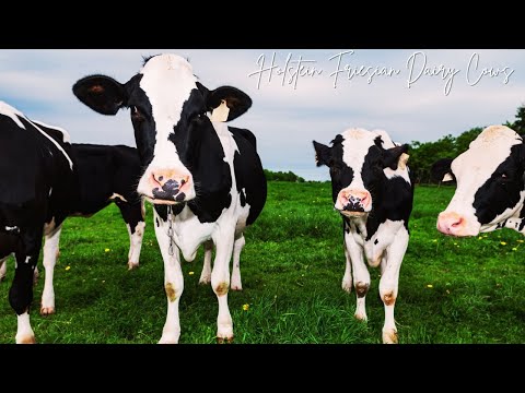 Holstein Friesian Dairy Cows • Milking Cows at a Dairy Farm • Cow Video