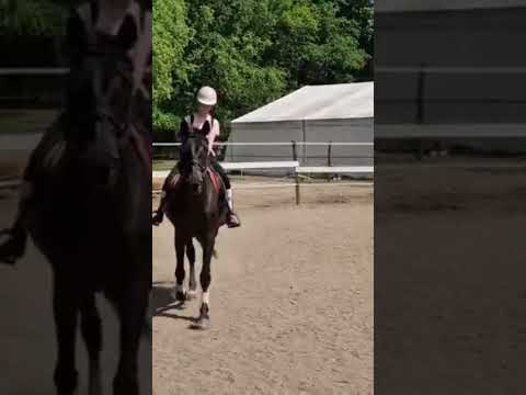 lepke🐴💖#horse #horseriding #Lepke