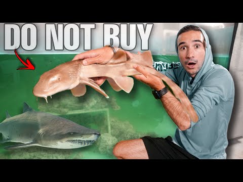 DON'T BUY SHARKS OFF THE WEB... (we got scammed!)