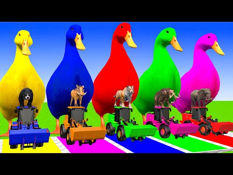 5 Giant Duck Cartoon,Cow,Elephant,Tiger,Lion,Dinosaur,Paint Wild Animals Crossing Fountain Animation