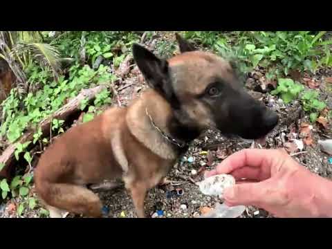 AMBERGRIS FIND OF THE BEST QUALITY.