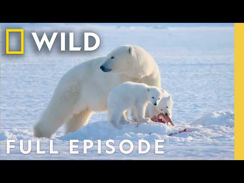 Animal Parents of the Arctic (Full Episode) | Incredible Animal Journeys | Nat Geo