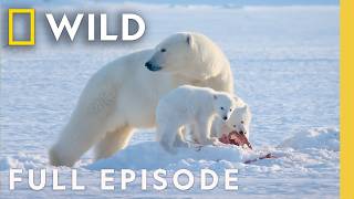 Animal Parents of the Arctic (Full Episode) | Incredible Animal Journeys | Nat Geo