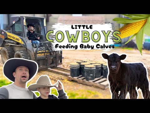 Little Cowboys Feed Baby Calves! FARMING/COW/CHILDREN LEARN/EXCAVATOR/CORN/BARN/TRACTOR