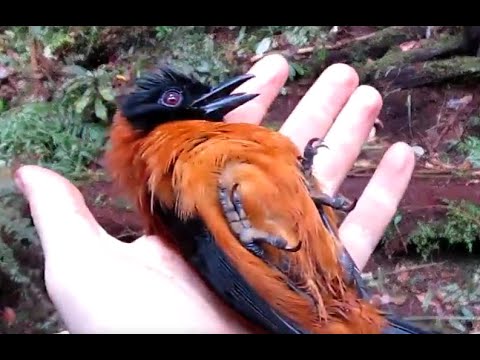 Holding poisonous Hooded Pitohui bird