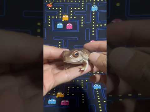 Forest tree frog Gashapon