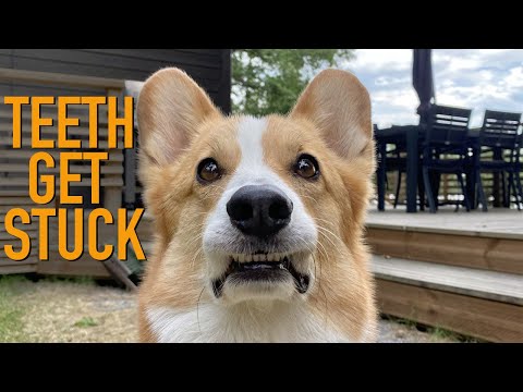 MY LIP GETS STUCK ON MY TEEFS! #Shorts - Topi the Corgi