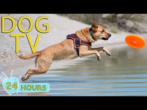 DOG TV: Video Keep Them Happy, Calm & Boredom-Free for Dogs While Home Alone - Relax Music for Dogs