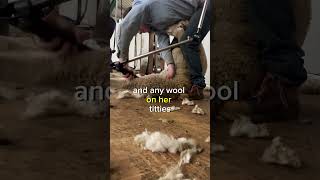 How I Crutch Sheep. Ewe Crutch #farmvlog #farming #sheepfarming