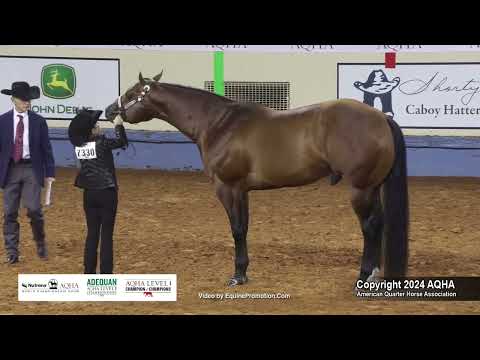 Select Aged Stallions - 2024 AQHA World Championship Show