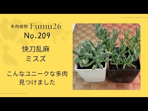 【多肉植物】ユニーク多肉 快刀乱麻&ミスズちょっと見ていきませんか？