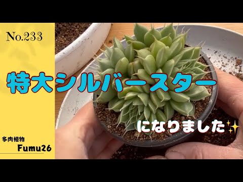 【多肉植物】特大シルバースター&シャルルローズ&マカデミア植え替えます✨