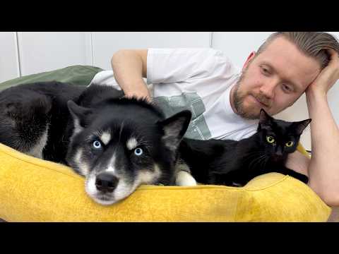 What Happens When My HUSKY Finds Me Into the Dog Bed? CATS are Thrilled