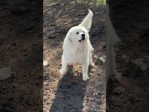 Great Pyrenees Guard Dog in Action #livestockguardiandog #greatpyrenees #doglover