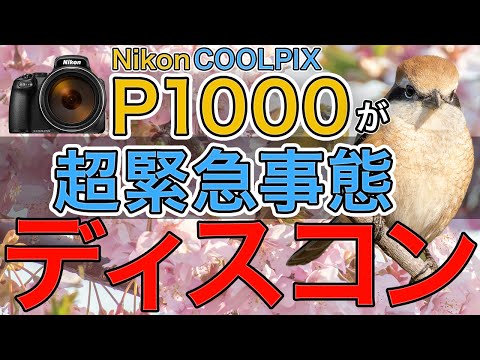 P1000がディスコン！？Nikon COOLPIX Pシリーズ復活祈願の野鳥撮影