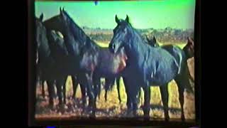 1941 Quarter Horse Film narrated by BF Yeates