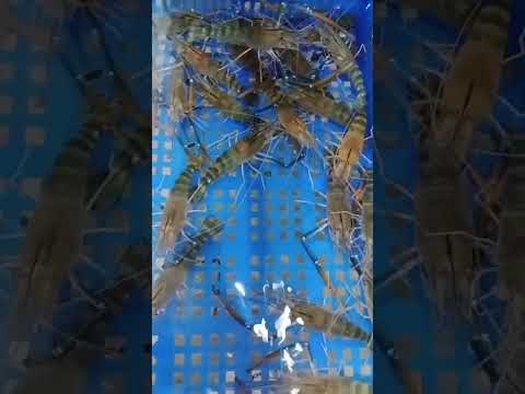 shrimp#shortvideo