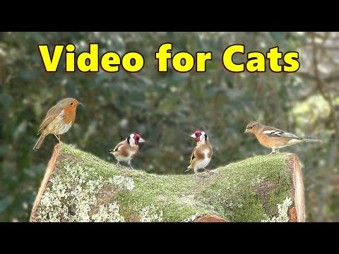 For Cats ~ Birds for Cats to Watch on TV / Cat TV