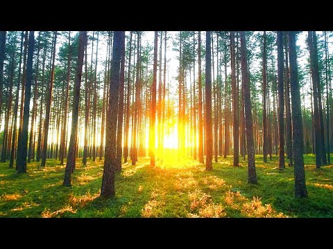 Beautiful Relaxing Music: Peaceful Piano Music. Music for Stress Relief