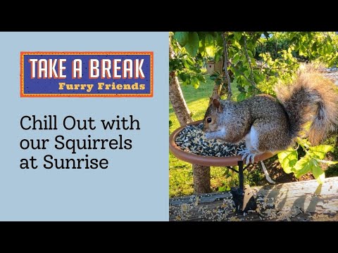 Backyard Squirrels Enjoy Breakfast at Sunrise