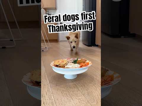 Feral dog tries his first Thanksgiving meal 🥹