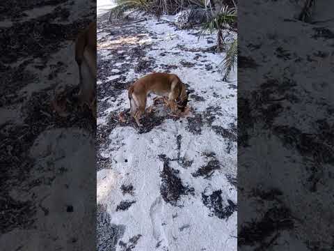 coconut peeling time