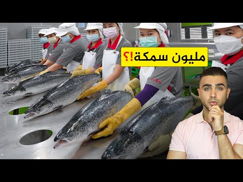 تربية ومعالجة وتعليب مليون سمكة سلمون😱انتاج السلمون بكميات كبيرة جداً 🐟 هل سمك السلمون مفيد!؟