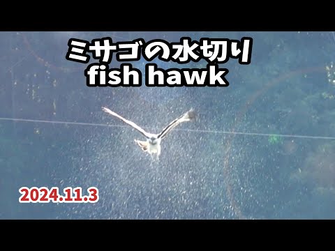 神々しささえ感じる ミサゴの水切り