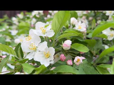 Blooms across campus