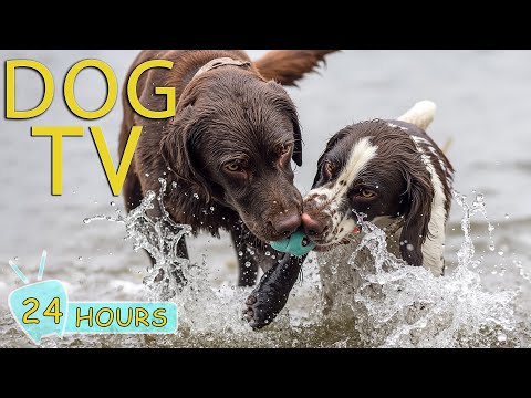 DOG TV: Video Entertain for Dogs to Watch Help Relax & Anti-Anxiety - Best Collection Music for Dogs