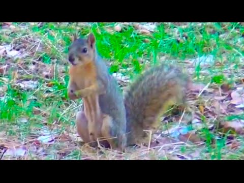 Cute Squirrel - Nettes Eichhörnchen