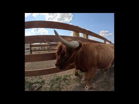 Highland Calves, Cows and Bulls!